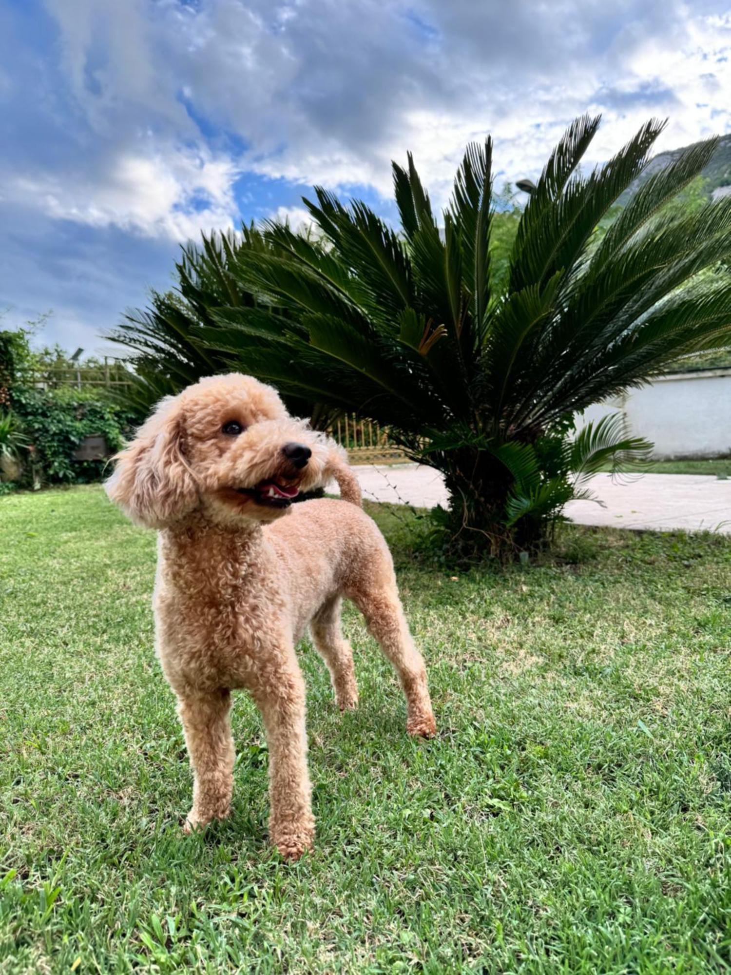 Carine Garden Daire Risan Dış mekan fotoğraf